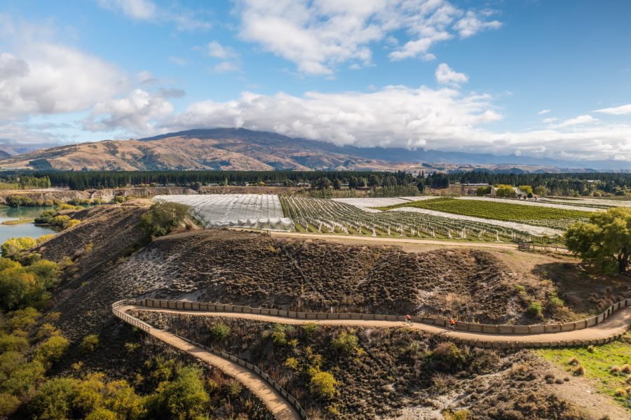 Vineyard view